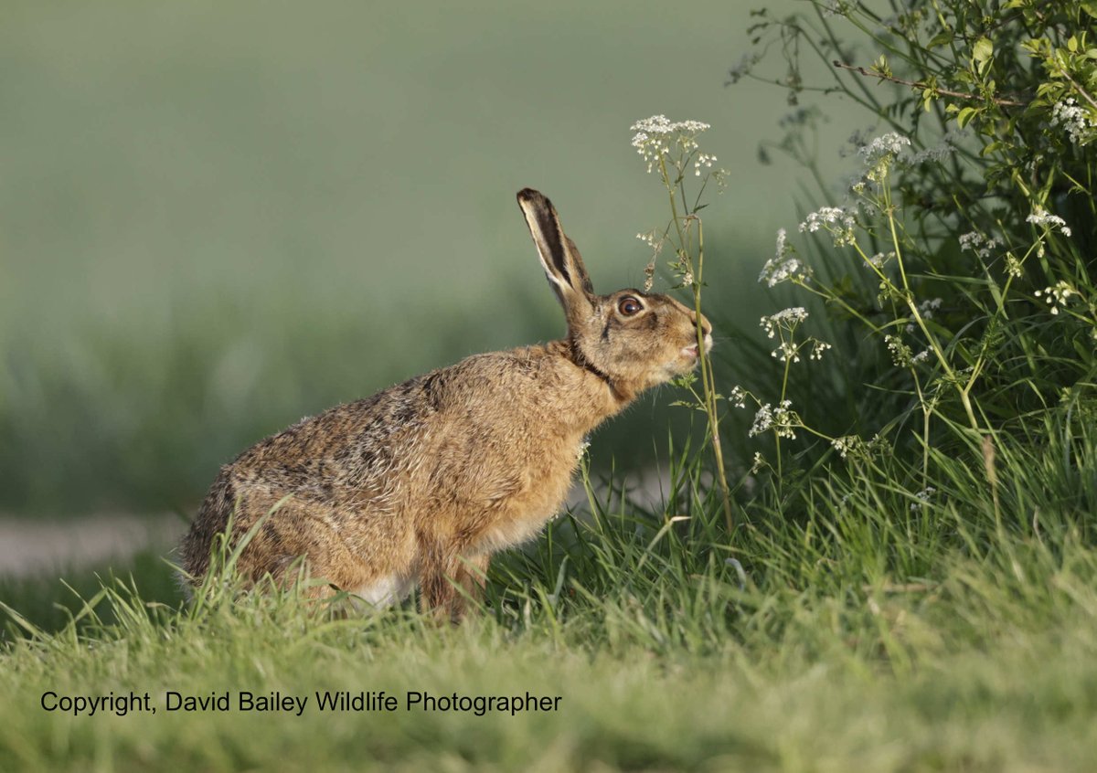 David Bailey (@davidbaileywild) on Twitter photo Breakfast menu! <a href="/Welshsquirrels/">Dr Craig Shuttleworth</a> <a href="/DrKathWalker/">Katharine Walker</a> <a href="/theAliceRoberts/">Prof Alice Robertsπ</a> <a href="/vickimichelle/">Vicki Michelle MBE π</a> <a href="/PeterEgan6/">Peter Egan</a> <a href="/DorsetWildlife/">Dorset Wildlife Trust</a> <a href="/BBCRadioSolent/">BBC Radio Solent</a> <a href="/beaverafanc/">Welsh Beaver Project</a> <a href="/TEC_Kimmeridge/">The Etches Collection</a> <a href="/newsynicola/">Nicola Goodwin ποΈπΊππββοΈπ</a> <a href="/springmeister/">jenny seagrove πππ</a> <a href="/PinemartensUK/">Stuart Edmunds</a> <a href="/jon_pimm/">Jon Pimm</a> <a href="/WildlifeTrusts/">The Wildlife Trusts</a> <a href="/WildByrne/">James Byrne</a> Breakfast menu! <a href="/Welshsquirrels/">Dr Craig Shuttleworth</a> <a href="/DrKathWalker/">Katharine Walker</a> <a href="/theAliceRoberts/">Prof Alice Robertsπ</a> <a href="/vickimichelle/">Vicki Michelle MBE π</a> <a href="/PeterEgan6/">Peter Egan</a> <a href="/DorsetWildlife/">Dorset Wildlife Trust</a> <a href="/BBCRadioSolent/">BBC Radio Solent</a> <a href="/beaverafanc/">Welsh Beaver Project</a> <a href="/TEC_Kimmeridge/">The Etches Collection</a> <a href="/newsynicola/">Nicola Goodwin ποΈπΊππββοΈπ</a> <a href="/springmeister/">jenny seagrove πππ</a> <a href="/PinemartensUK/">Stuart Edmunds</a> <a href="/jon_pimm/">Jon Pimm</a> <a href="/WildlifeTrusts/">The Wildlife Trusts</a> <a href="/WildByrne/">James Byrne</a>