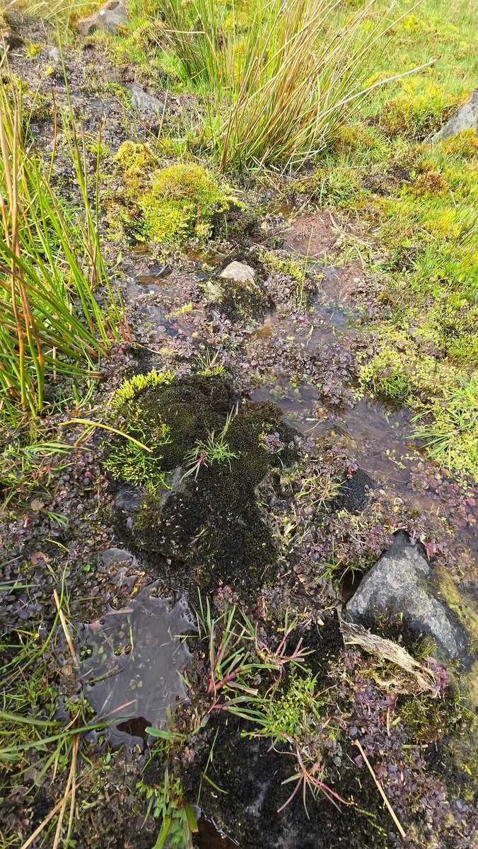 Jamie warren (@jamiewa50042387) on Twitter photo Cordate Flapwort (Jungermannia eucordifolia) in wet flushes and small shallow feeder streams on the edge of the river Usk on Sunday <a href="/BBSbryology/">BBSBryology</a> Cordate Flapwort (Jungermannia eucordifolia) in wet flushes and small shallow feeder streams on the edge of the river Usk on Sunday <a href="/BBSbryology/">BBSBryology</a>