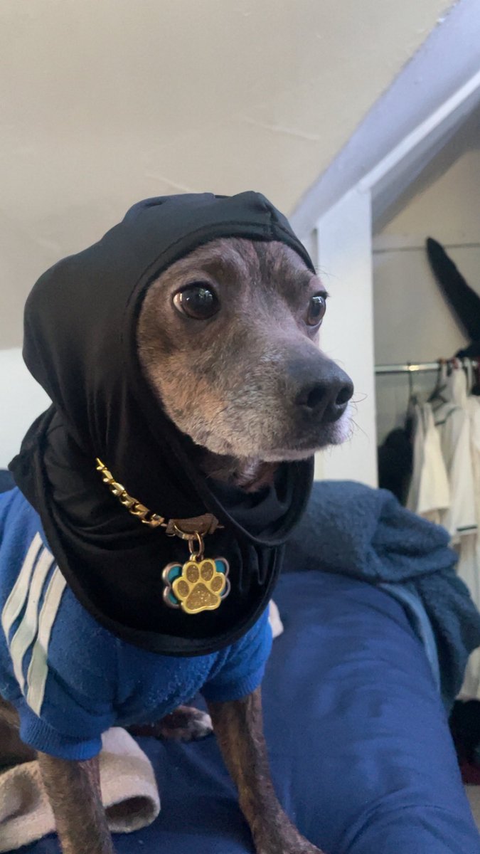 My dog heard the Cowboys signed George Pickens and immediately started acting different 🥷🏿😖