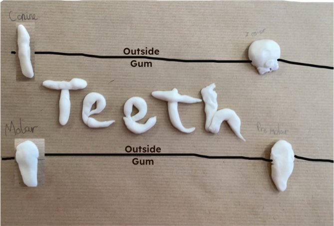 emma_hutcheson_'s tweet image. Year 4 enjoyed their lesson this afternoon on modelling different teeth from icing sugar. We then used @Seesaw to label and explain what the teeth are used for. #Science #practical