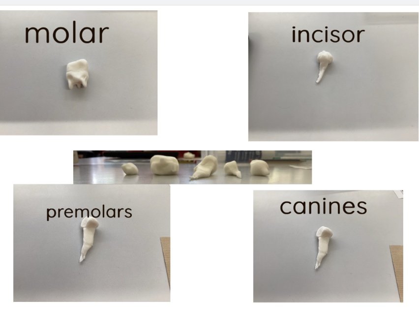 emma_hutcheson_'s tweet image. Year 4 enjoyed their lesson this afternoon on modelling different teeth from icing sugar. We then used @Seesaw to label and explain what the teeth are used for. #Science #practical