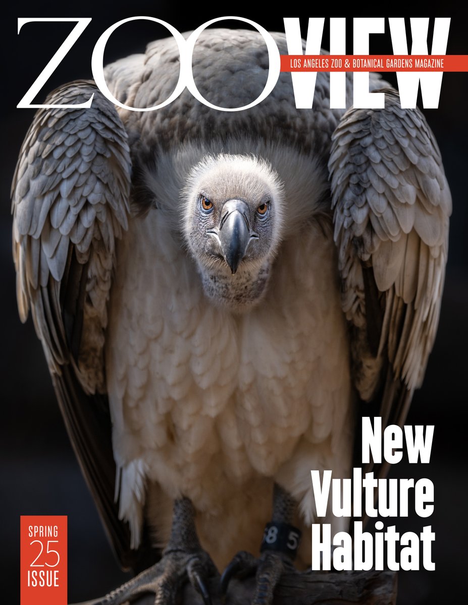 LAZoo's tweet image. Hot off the press! 📰 The latest Zoo View is online now! Featuring Ronnie the Cape vulture (photo by Zoo photographer Jamie Pham) + captivating stories by award winning Director of Publications, Brenda Scott Royce, author of Angela &amp;amp; Lulingu. Read at: bit.ly/3NlwELf
