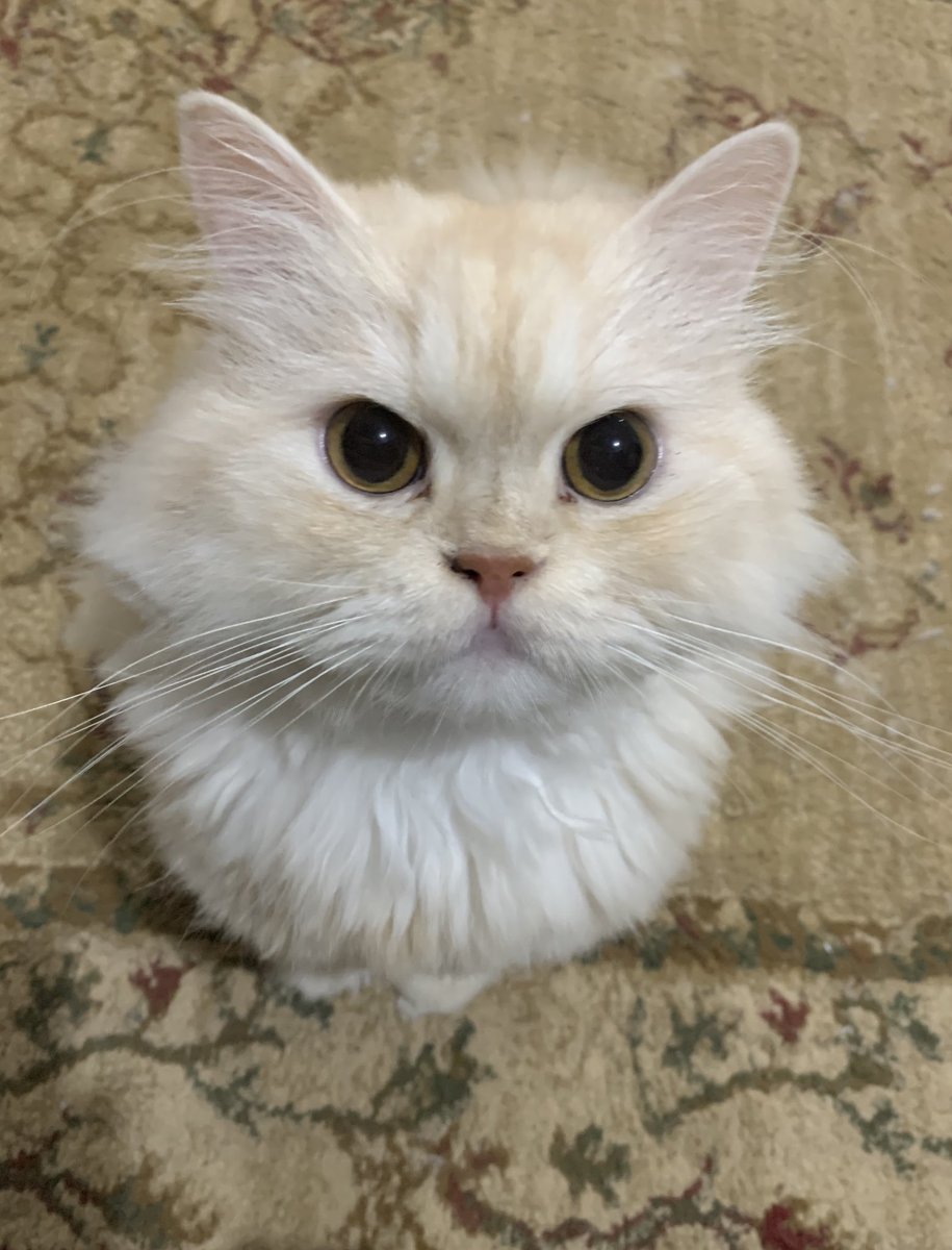 الانضباط والادب