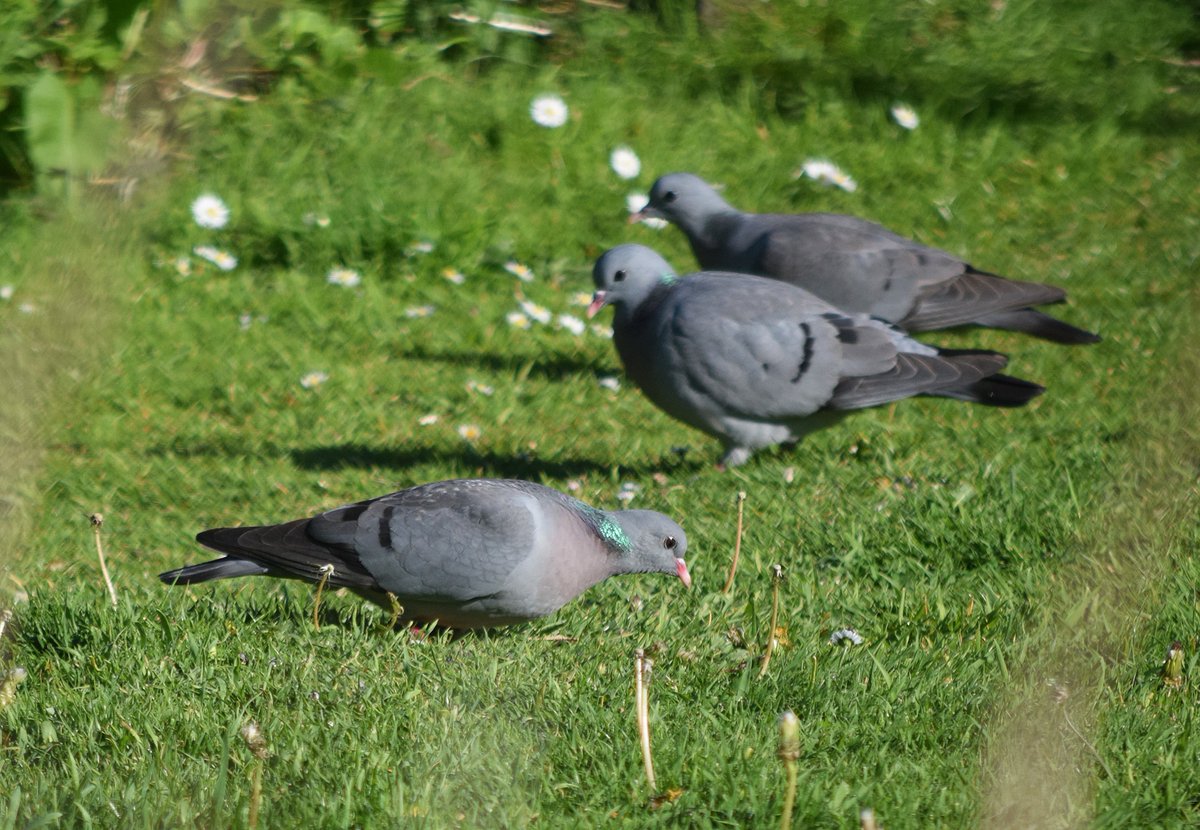 Stock doves pay a visit - metallic-green neck plumage gleaming in the sun #Dartmoor