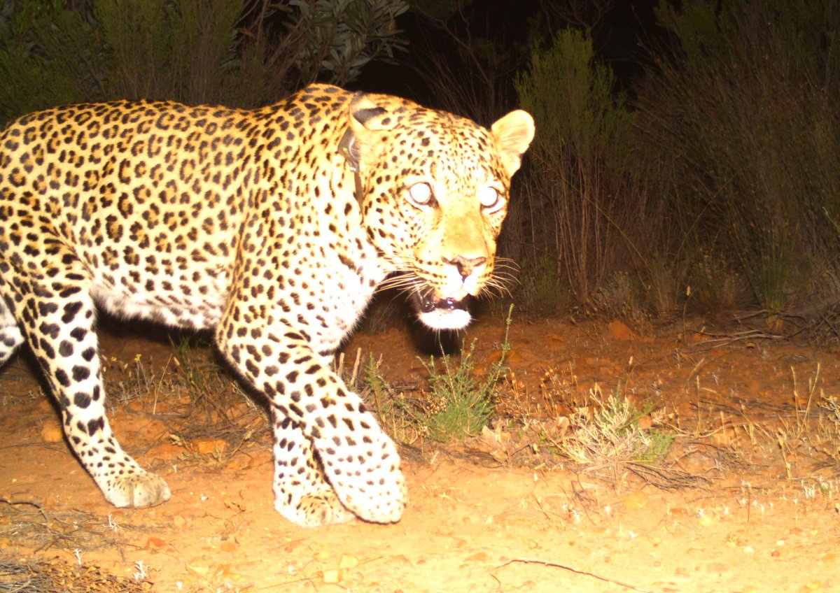 Leopards in South Africa are under threat. FTW is backing the Leopard Genome Project and we need your help! Currently raising £20,000 to fund this first-of-its-kind study &amp; support wild leopards:
freethewild.org/post/the-south…
🧡 FTW
#ftw #ftwglobal #freethewild #leopardgenomeproject