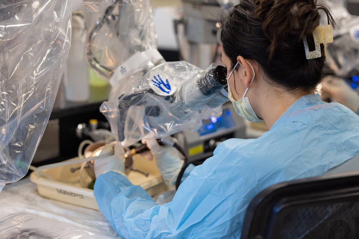 UMichOto's tweet image. Don't miss out! A few spots are still available in our June temporal bone dissection course, an extensive 5 day training designed for residents & fellows, or as an update for the practicing otolaryngologist. Residents receive a discount. Learn more at: michmed.org/VnDA5