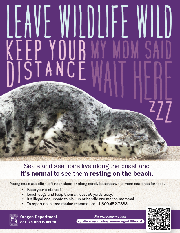 Giving wildlife a fighting chance: Why it's important to leave wild animals where you find them dfw.state.or.us/news/2025/05_M…