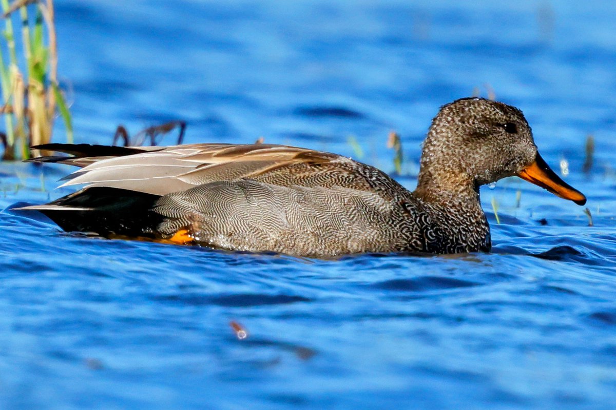 Kazarka egipska, świstun, gągoł i krakwa.

Alopochen aegyptiaca,
Mareca penelope,
Bucephala clangula,
Mareca strepera.