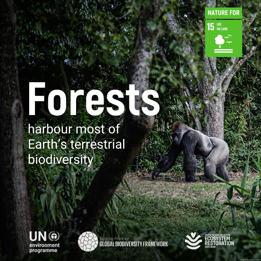 UN Biodiversity (@unbiodiversity) on Twitter photo 🌱Protecting biodiversity is essential for all life on land
🌲
With 5 years left to meet the #GlobalGoals and the targets of the #KMGBF, we must pursue these universal agendas together to achieve harmony with nature and sustainable development.
#BiodiversityDay
<a href="/UNEP/">UN Environment Programme</a> 🌱Protecting biodiversity is essential for all life on land
🌲
With 5 years left to meet the #GlobalGoals and the targets of the #KMGBF, we must pursue these universal agendas together to achieve harmony with nature and sustainable development.
#BiodiversityDay
<a href="/UNEP/">UN Environment Programme</a>