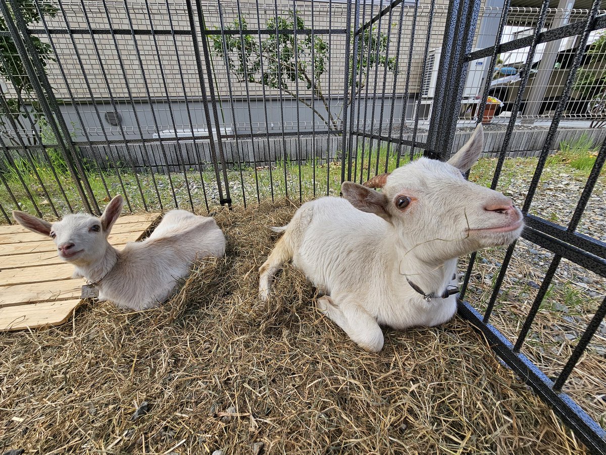 今日は天気がよくてずっとニコニコだったね🐐