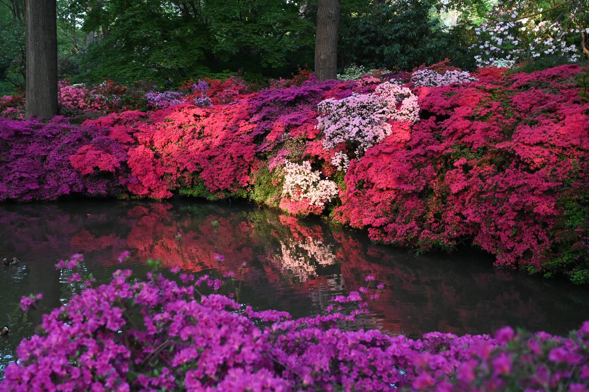 May in Isabella Plantation 🌺🌸
#isabellaplantation  #flowers #WednesdayMotivation #photographylovers #azaleas #spring #theroyalparks #london