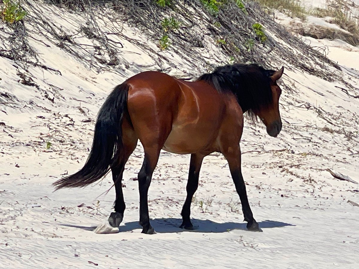 outerbanks's tweet image. 🌾 Wild horses + beach days = #OBX magic!
🐎 Just over 100 wild horses still roam free along the beaches of Corolla and Carova. 
Plan your #outerbanks visit to see these amazing animals for yourself! 
Stay in the area! Corolla Vacation Rentals: 🔗 bit.ly/3DbIOEj