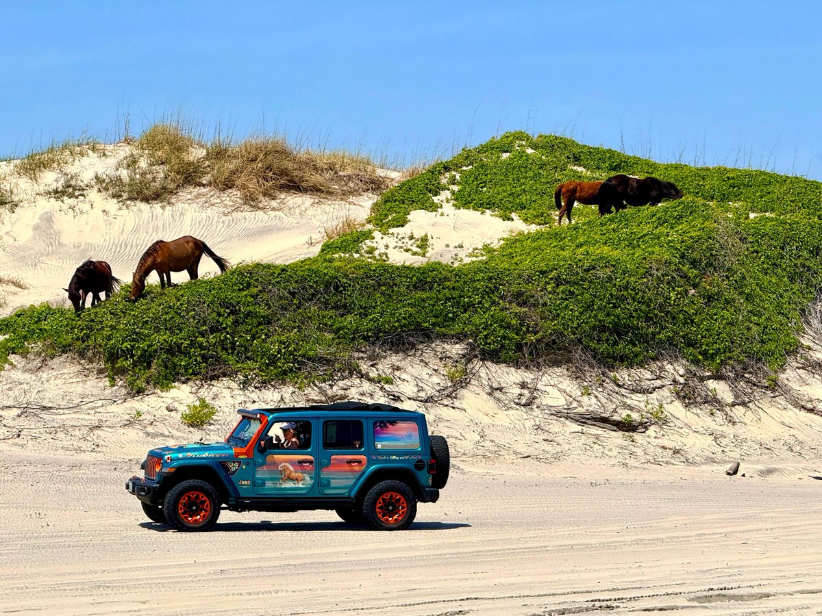 outerbanks's tweet image. 🌾 Wild horses + beach days = #OBX magic!
🐎 Just over 100 wild horses still roam free along the beaches of Corolla and Carova. 
Plan your #outerbanks visit to see these amazing animals for yourself! 
Stay in the area! Corolla Vacation Rentals: 🔗 bit.ly/3DbIOEj