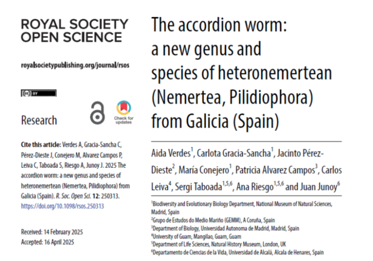 JuanJunoy's tweet photo. Pararosa vigarae,  “the accordion worm” a new genus and species of Nemertea described from Galicia (NW Spain); worked led by Aida Verdes @mncn_csic and Juan Junoy @uahes,  dedicated to Dr Vigara, who married one of the authors.   @RSocPublishing
⬇️
https://t.co/hF1WlfvIll https://t.co/alEiyAj1VC