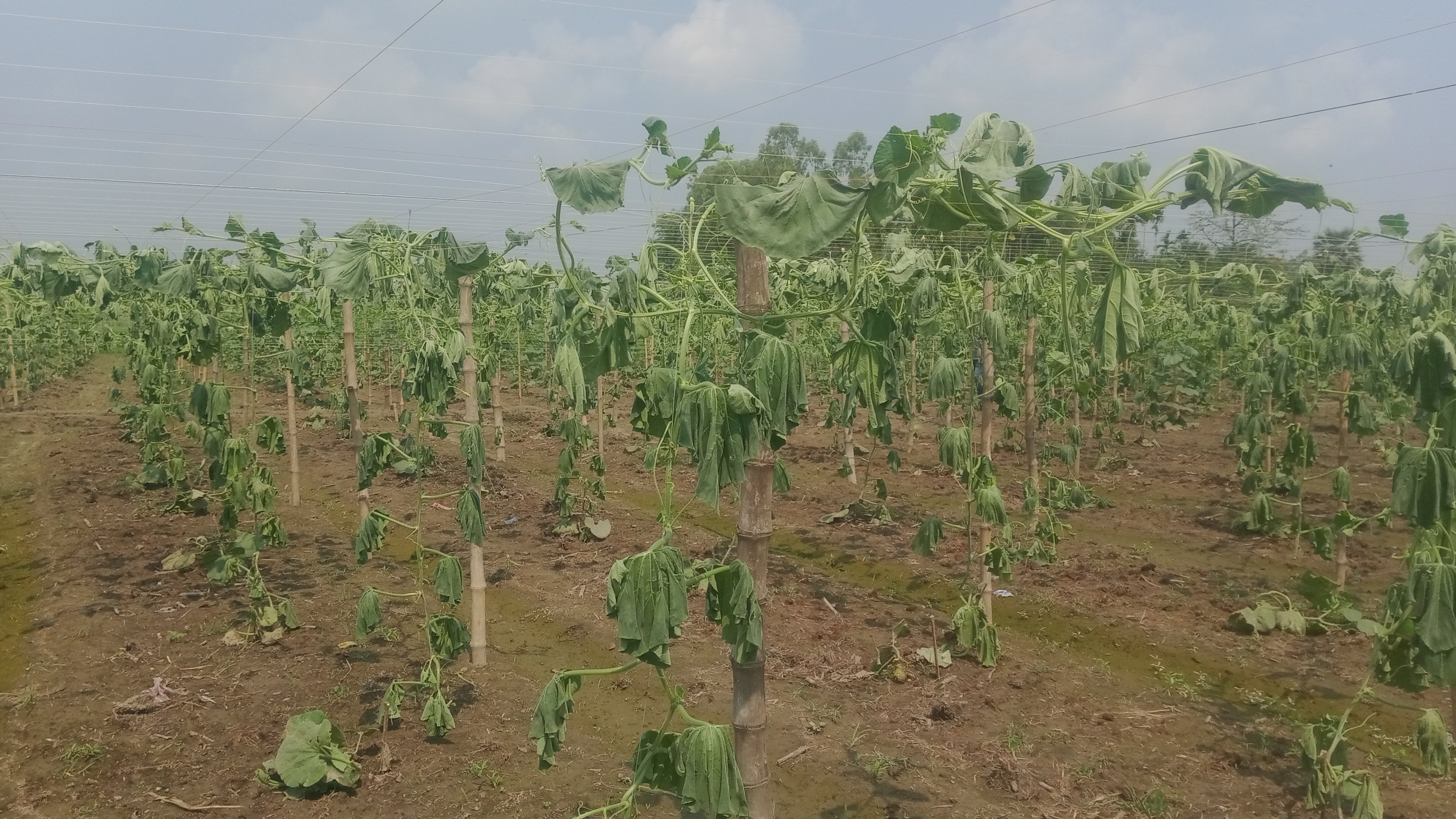 লাউ গাছের সঙ্গে এ কেমন শত্রুতা! ঠাকুরগাঁওয়ে কৃষক দম্পতির চার বিঘা জমির ফসল কেটে দিল দুর্বৃত্তরা