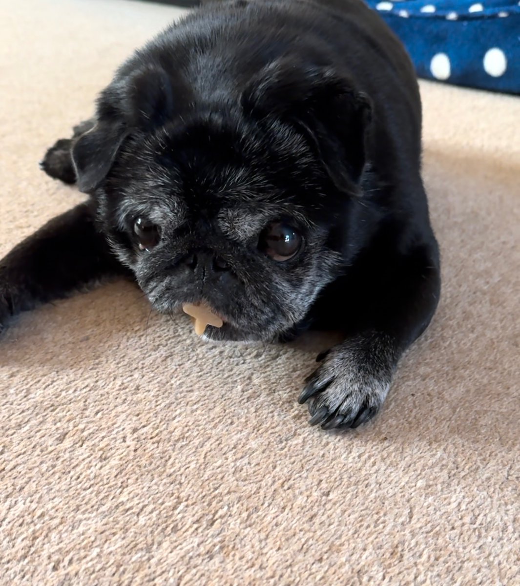 Mark (@walesguy2) on Twitter photo Dora is going to stay with uncle <a href="/ccshoreditch/">ccshoreditch same on all platforms</a> this weekend. She can’t wait to sample fine dining rather than these damn dog chews! Dora is going to stay with uncle <a href="/ccshoreditch/">ccshoreditch same on all platforms</a> this weekend. She can’t wait to sample fine dining rather than these damn dog chews!