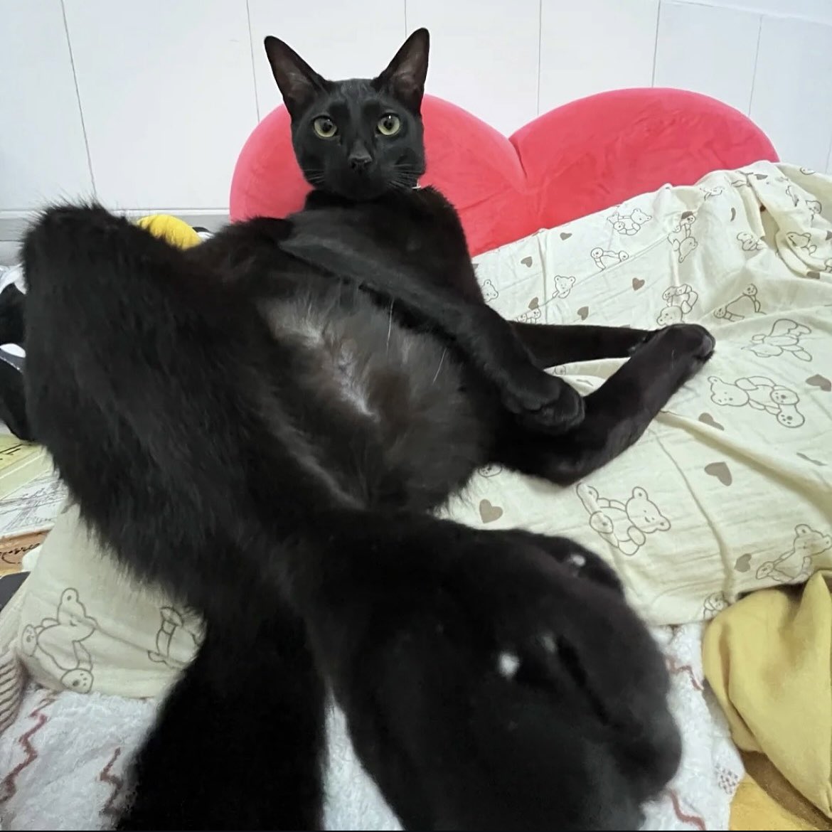 poorlycatdraw's tweet photo. sitting and judging https://t.co/jpnms24oyF