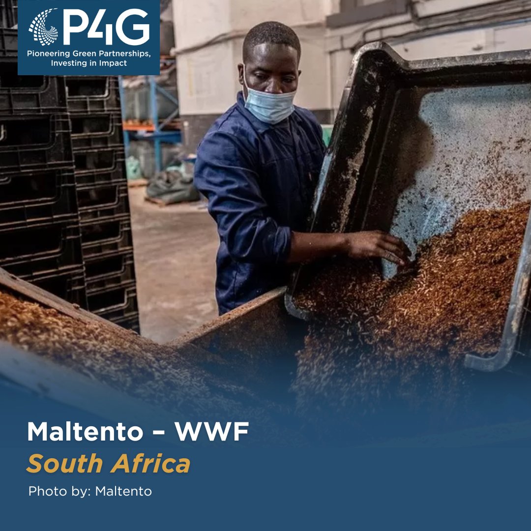 The Maltento – WWF partnership will contribute to a more sustainable food system by expanding the commercialization of insect-based feed additives for pet food, aquaculture and agriculture in South Africa. bit.ly/3E4xU3H #PioneeringGreenPartnerships