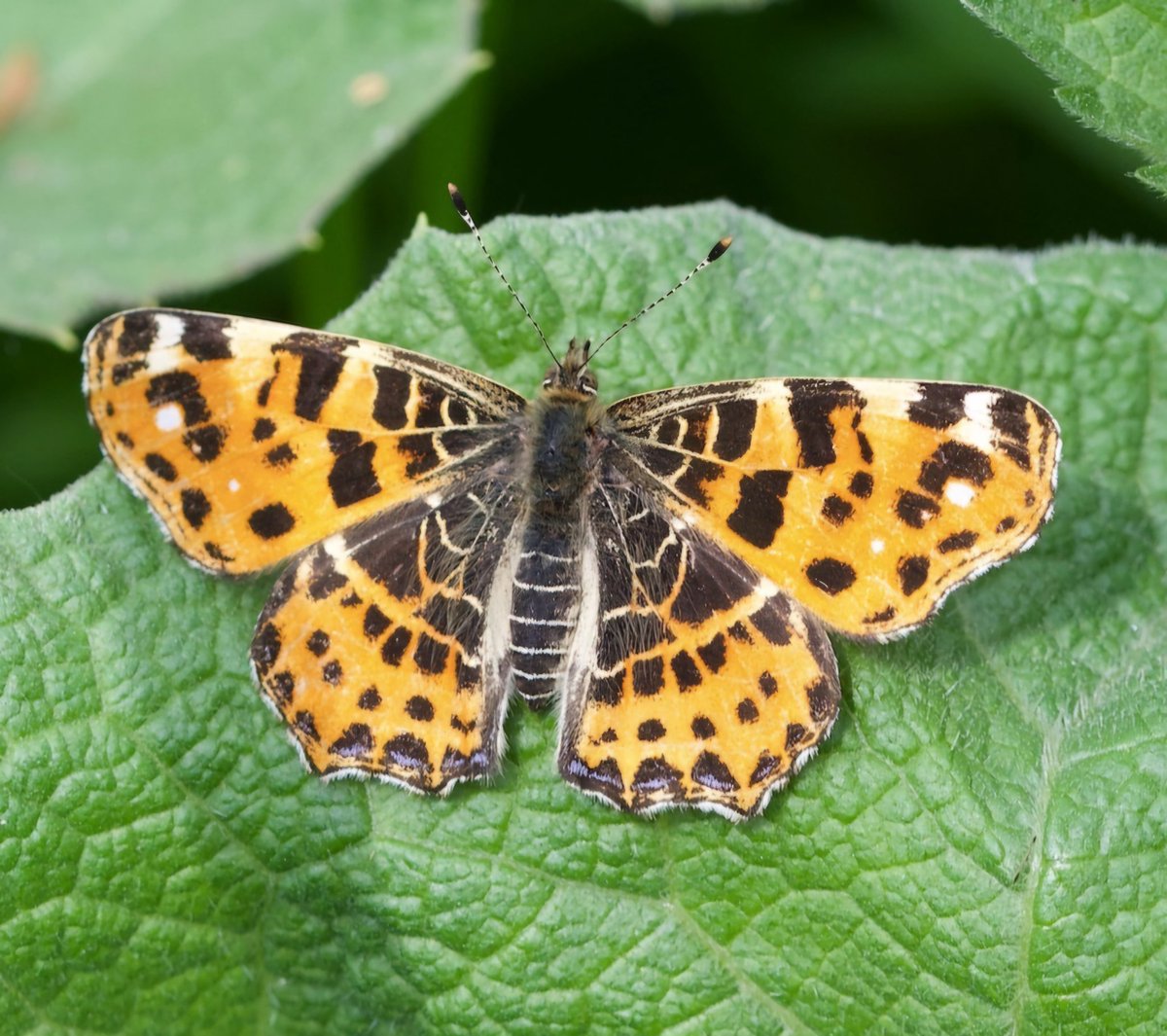 Landkärtchen (Araschnia levana f. levana) Die Anzahl der Beobachtungen der Frühjahrsgeneration des Landkärtchens ist in diesem Jahr im Vergleich zu den wenigen, vereinzelten Funden der Vorjahre bemerkenswert hoch. (zumindest bei uns in Sehnde)