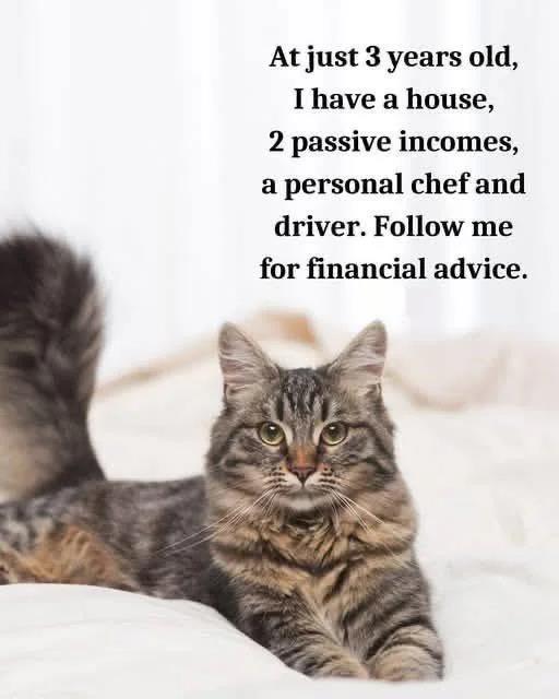 truenergyfcu's tweet image. Living the dream at 3 years old. Be like this cat. 🐾💼

#FinanceHumor #PassiveIncome #MoneyMeme #CatBoss #FinancialFreedom #LivingRentFree #WealthGoals #SmartMoneyMoves #CreditUnionVibes #TruEnergyFCU
