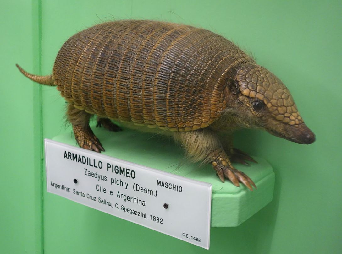 TetZoo's tweet image. Another #armadillo-themed article at Tetrapod Zoology, this time focusing on the unique Pichi of the south, a &apos;very pleasant armadillo&apos; .... tetzoo.com/blog/2025/5/7/… #mammals #xenarthrans