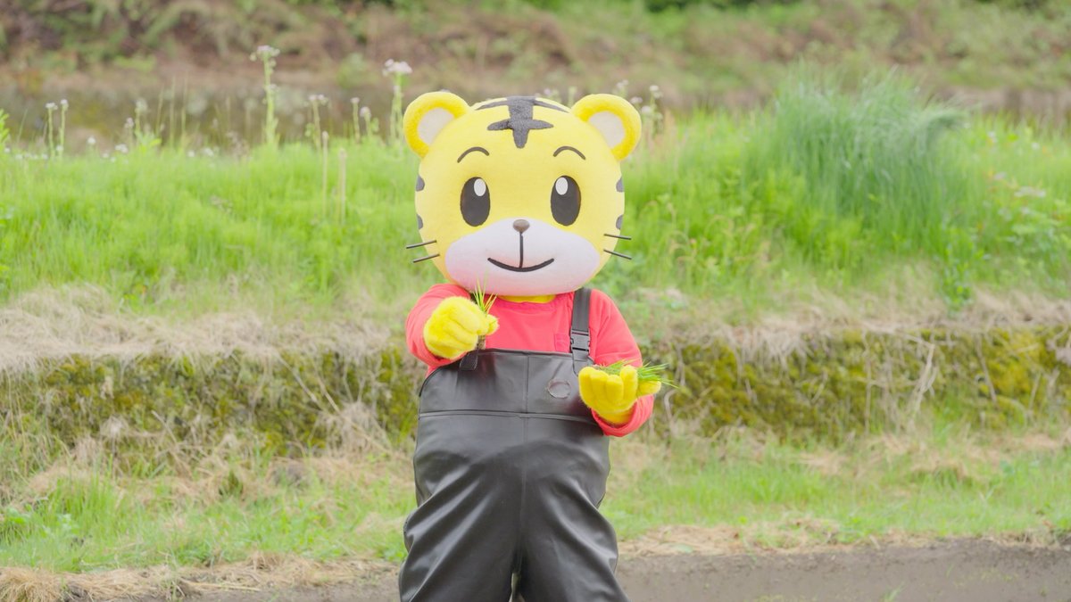 しまじろうくんが田植えに挑戦したときの一コマ🧑‍🌾🌾 ゴムのつなぎを