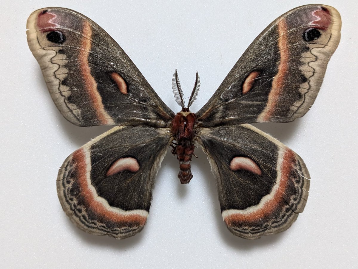 超珍品　マクロプスヤママユ　蛾　標本 超珍品 マクロプスヤママユ 蛾 標本 - メルカリ