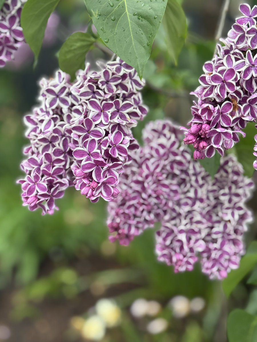 Kate Michaud tweet media