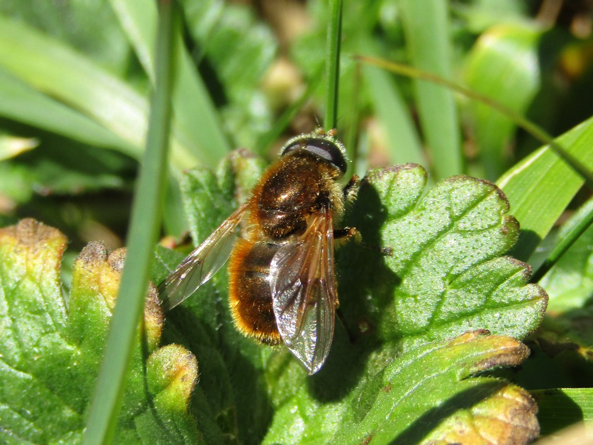 Cheilosia cf. chrysocoma
Una especie de sírfido precioso que vi hace poco en Asturias.
Gracias a <a href="/sirfidos/">Fauna Ibérica de Sírfidos</a>  por la identificación