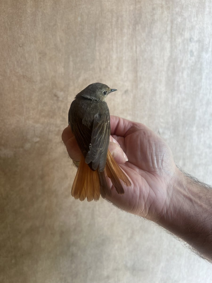 #mrmatt_ashman (@ashmanmrmatt) on Twitter photo Day 1 <a href="/PortlandBirdObs/">Portland Bird Observatory</a> yesterday, off to a quiet start but some nice migrants throughout the day, apart from the pigeon which is a local. Whinchat , spotted flycatcher, redstart along with a couple of willow warblers and chiffchaff ๐ Day 1 <a href="/PortlandBirdObs/">Portland Bird Observatory</a> yesterday, off to a quiet start but some nice migrants throughout the day, apart from the pigeon which is a local. Whinchat , spotted flycatcher, redstart along with a couple of willow warblers and chiffchaff ๐