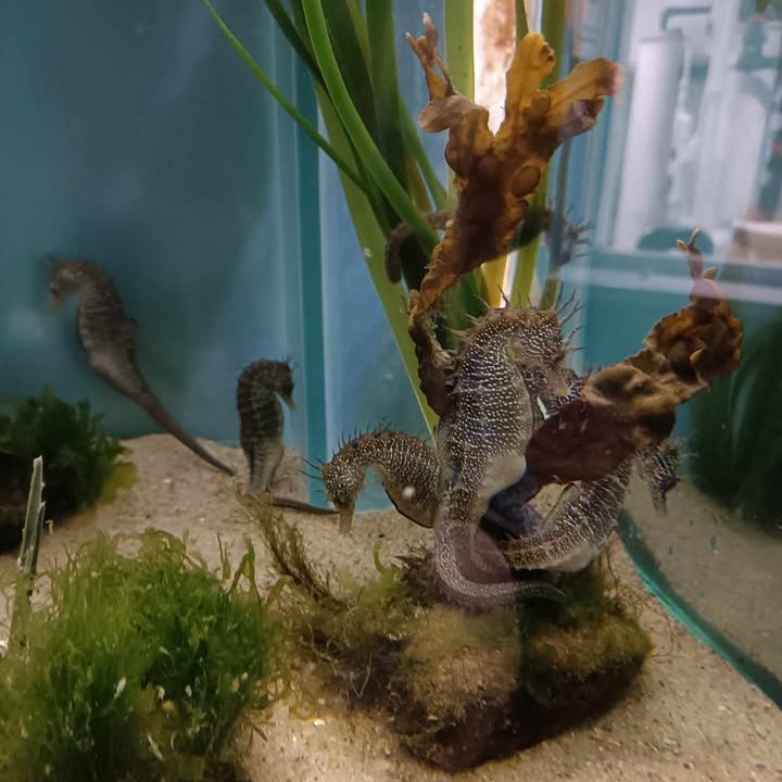 Anglesey Sea Zoo ๐๐๐ฆ๐๐ฆ๐ (@angleseyseazoo) on Twitter photo The Seahorse Squad says weโre looking for someone calm, loyal and composed -basically someone who doesnโt panic when the slushy machine breaks! Join us as a Catering Assistant! ๐งก๐
Full training will be given and drivers are preferred.
Email post@angleseyseazoo.co.uk to apply. The Seahorse Squad says weโre looking for someone calm, loyal and composed -basically someone who doesnโt panic when the slushy machine breaks! Join us as a Catering Assistant! ๐งก๐
Full training will be given and drivers are preferred.
Email post@angleseyseazoo.co.uk to apply.