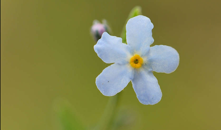 🌱 ¡Gran noticia para la botánica! Se redescubre Gyrocaryum oppositifolium en el PN Sierra Morena de Sevilla tras más de un siglo sin citas. Un hallazgo clave para la conservación vegetal en Andalucía. 🌿🔬

juntadeandalucia.es/presidencia/po…