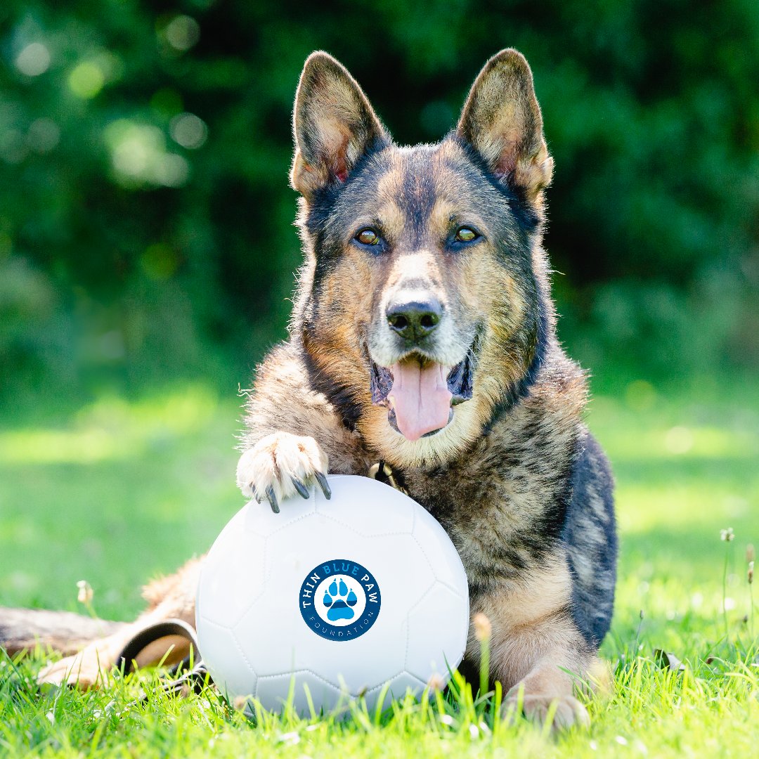 Animal Friends (@afpetinsurance) on Twitter photo Prepare to be truly moved by some real-life superheroes at #Pawfest (10 - 11 May) and #Dogstival (31 May - 1 June), because we’re bringing along some true legends 💙🐕🦺 <a href="/ThinBluePaw/">Thin Blue Paw Foundation</a> will be joining us on our stands at the two pup-tacular #dogfestivals we're attending in 2025! Prepare to be truly moved by some real-life superheroes at #Pawfest (10 - 11 May) and #Dogstival (31 May - 1 June), because we’re bringing along some true legends 💙🐕🦺 <a href="/ThinBluePaw/">Thin Blue Paw Foundation</a> will be joining us on our stands at the two pup-tacular #dogfestivals we're attending in 2025!