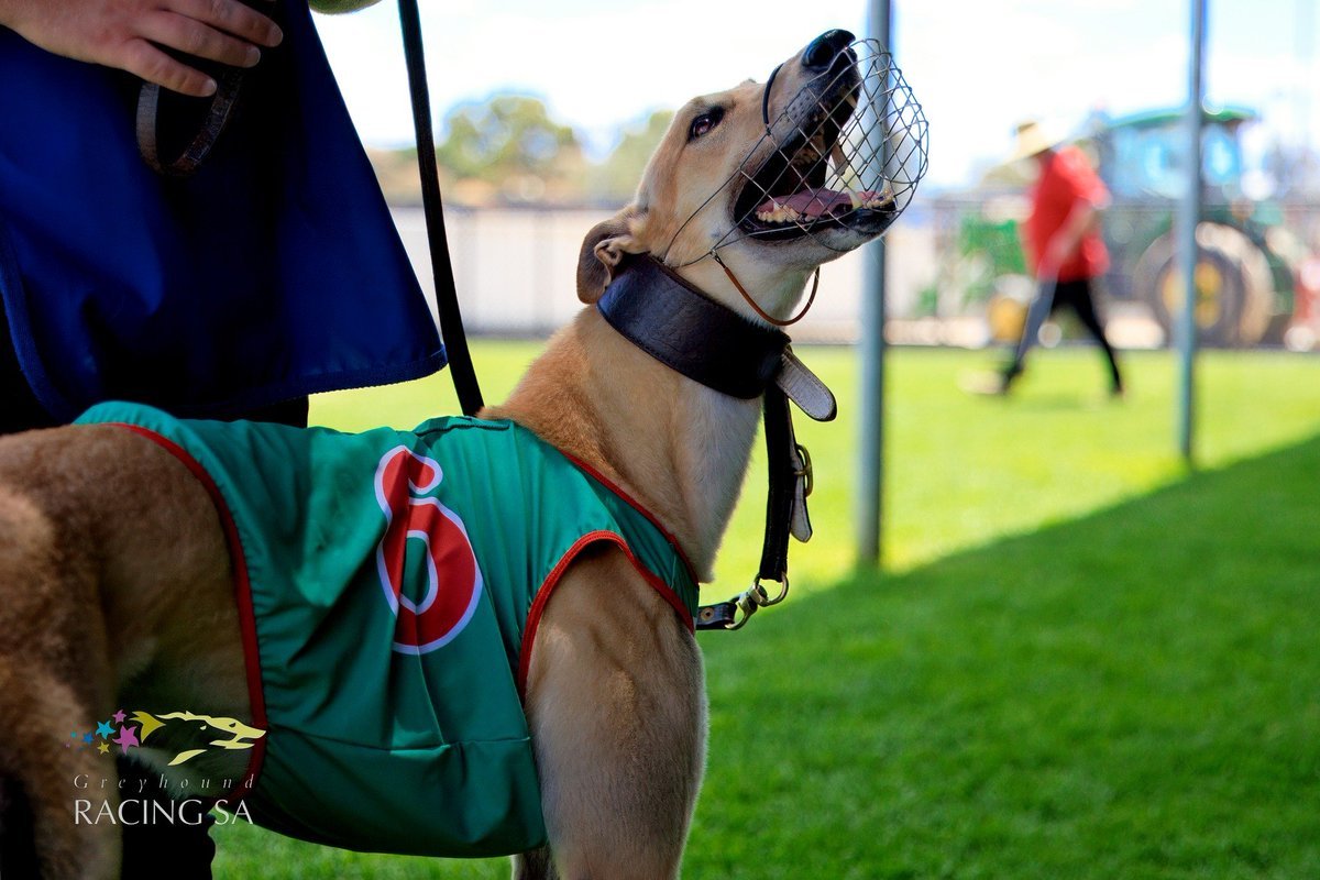It's time again to close out another full week of SA greyhound racing with both the Mount Gambier afternoon and Murray Bridge evening programs.

Good luck to all runners, connections and punters in play today, have a good one legends.

#weloveourdogs #greyhoundracing #greyhounds