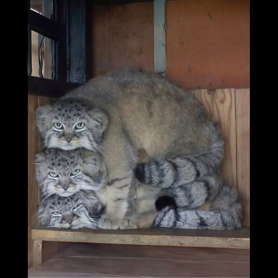 GENTLECAT (@gentleeeeeeecat) on Twitter photo 