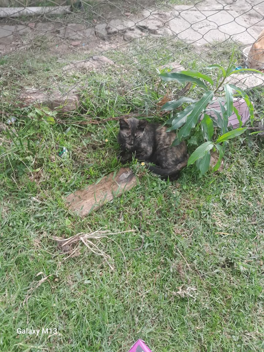 Koa La Nde Michi 😺😸😽😼😻 tweet media