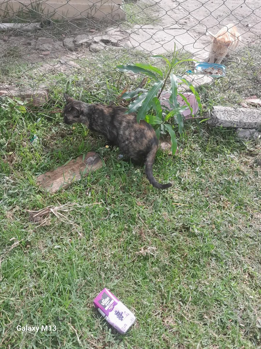 Koa La Nde Michi 😺😸😽😼😻 tweet media