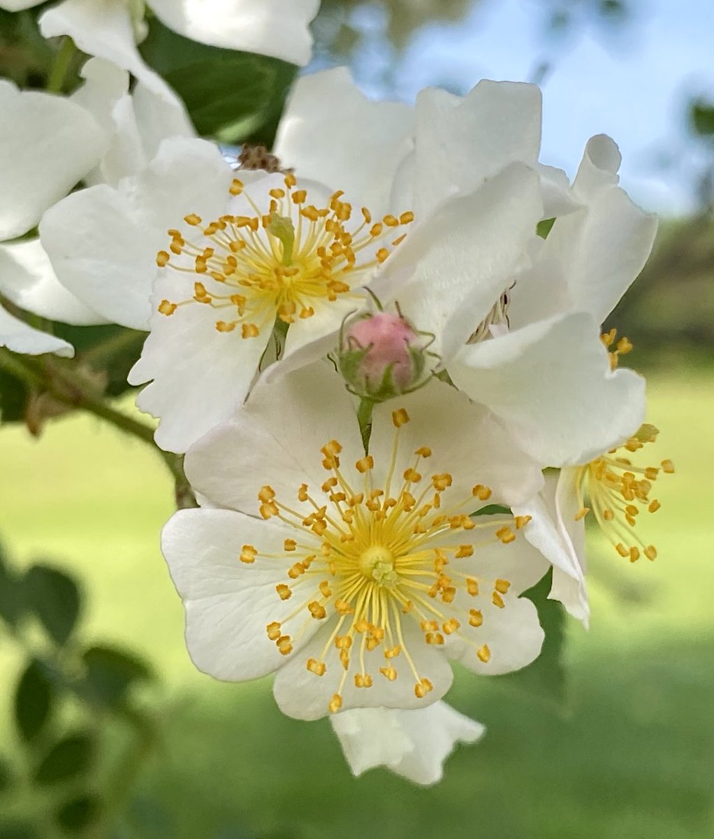 Happy Wednesday hope you’re having a good day…🤍