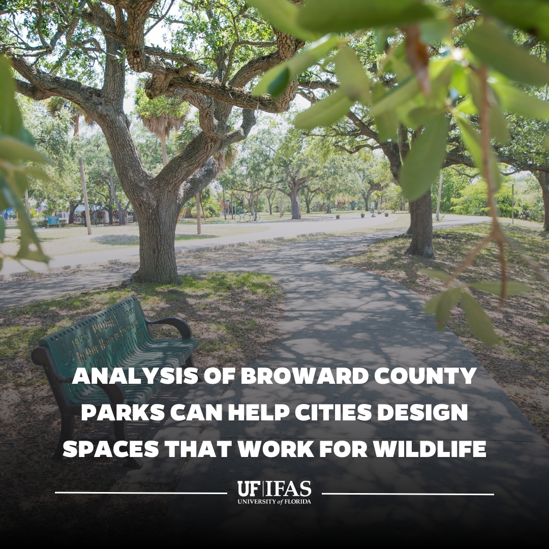 UF IFAS Solutions (@uf_ifas) on Twitter photo A first-of-its-kind <a href="/UFWildlife/">UF IFAS Wildlife</a> study explores the critical balance between wildlife and human utility in public parks and provides insights on achieving harmony for smart urban park design.
More on the study 🔗 go.ufl.edu/3tg650d A first-of-its-kind <a href="/UFWildlife/">UF IFAS Wildlife</a> study explores the critical balance between wildlife and human utility in public parks and provides insights on achieving harmony for smart urban park design.
More on the study 🔗 go.ufl.edu/3tg650d