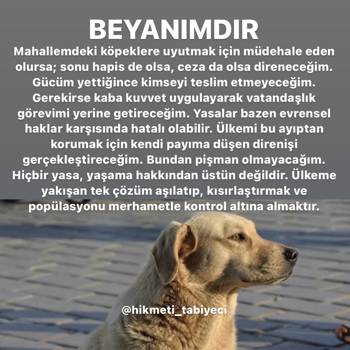 hikmettabiyeci's tweet image. Ülkem adına kendi payıma düşeni yapacağım. Bu ülkede hayvanlar da ağaçlar da hak sahibidir. Kabul ediyorum, popülasyon kontrol altına alınmalı ama bu, yaşam onuruna yakışır şekilde olmalı.

#yasayıgeriçek #katliamyasasınahayır #köpek
