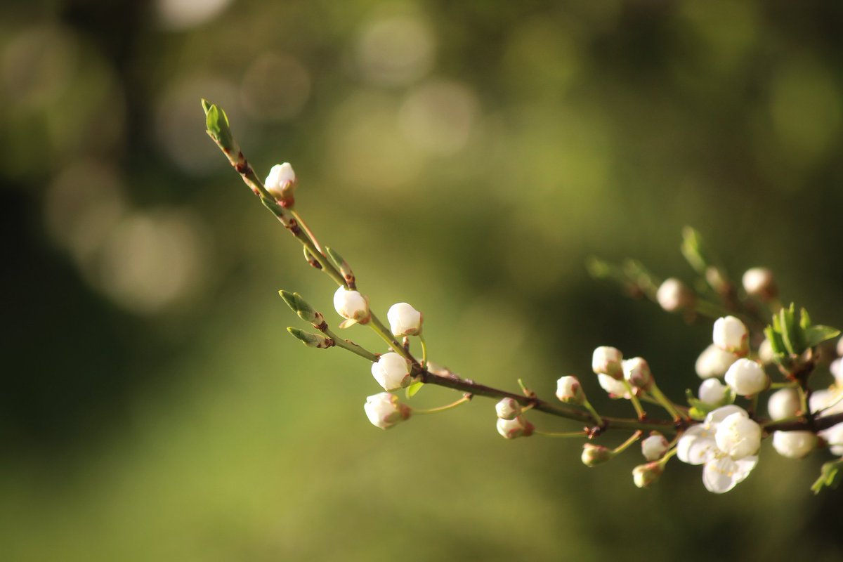 Achilles come down tweet media