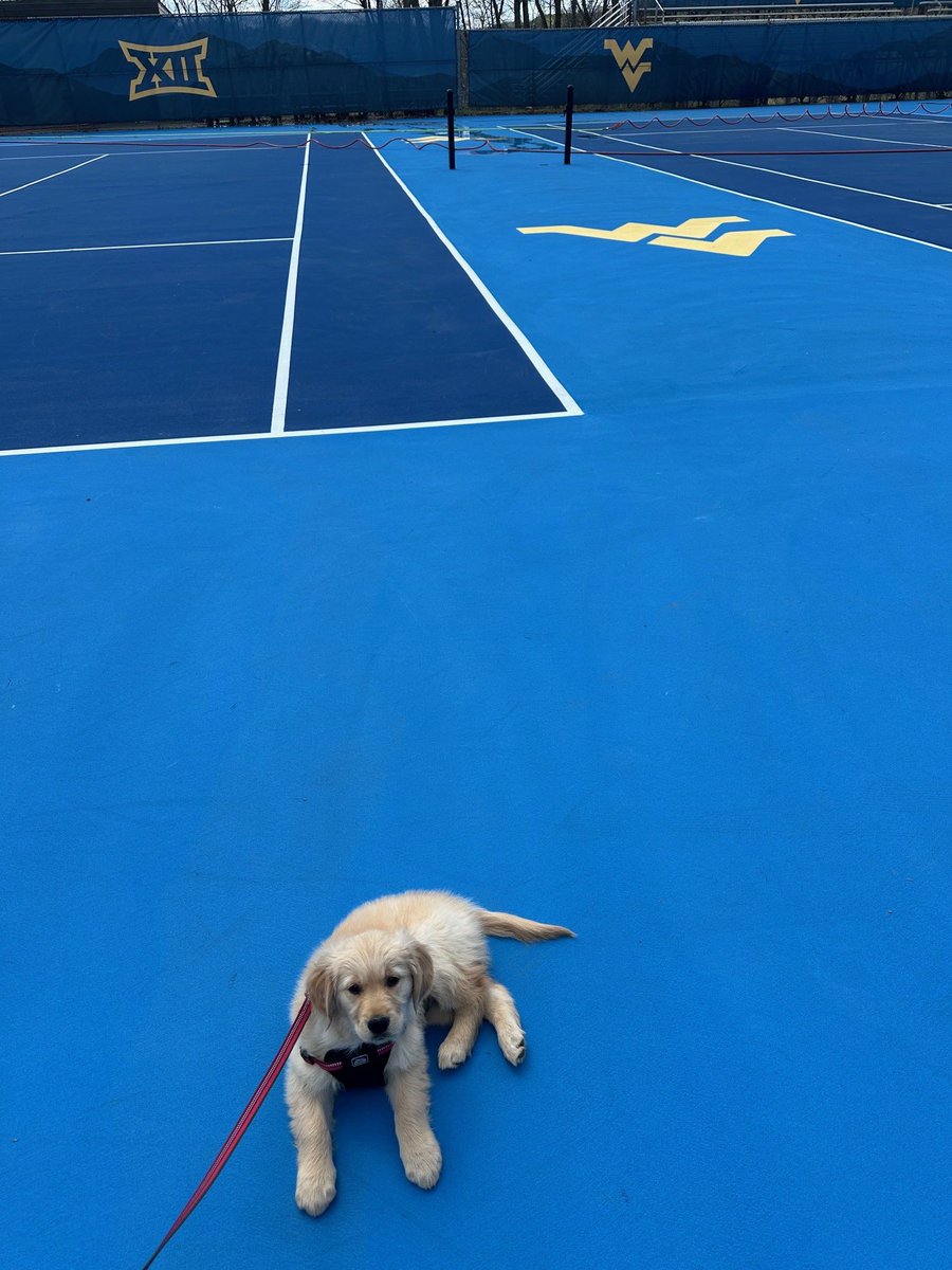 Paw patrol 🐶

Thanks to the generosity of CK Services LLC, the Mountaineer Tennis Courts are being resealed with a 𝙣𝙚𝙬 design!

Stay tuned for updates 👀

#HailWV