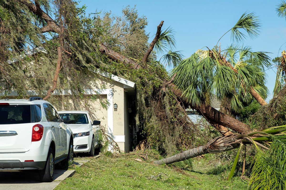 FL Master Gardener Volunteer Program (@floridamgs) on Twitter photo Hurricane Preparedness Week is a good time to think about trees in the landscape. Planting with adequate root space and careful pruning are just two practices that help prepare a yard for hurricane season. Learn more <a href="/UF_IFAS/">UF IFAS Solutions</a> Gardening Solutions: gardeningsolutions.ifas.ufl.edu/plants/trees-a… Hurricane Preparedness Week is a good time to think about trees in the landscape. Planting with adequate root space and careful pruning are just two practices that help prepare a yard for hurricane season. Learn more <a href="/UF_IFAS/">UF IFAS Solutions</a> Gardening Solutions: gardeningsolutions.ifas.ufl.edu/plants/trees-a…