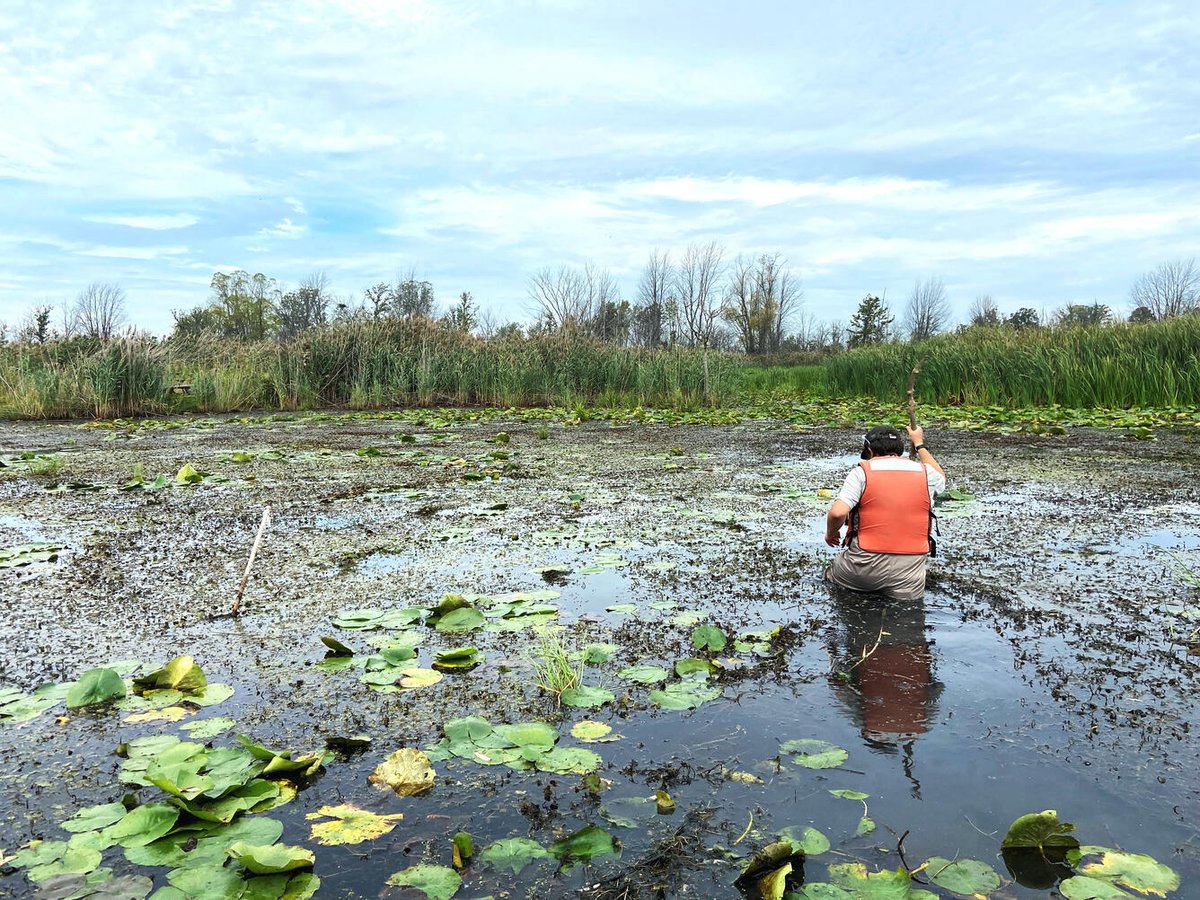 High-quality data on wetlands are essential for management, but they are inherently difficult to study.

So <a href="/USGS/">USGS</a> scientists published a practical guide to measuring where wetland carbon is stored &amp; how it moves through time. ow.ly/UvKr50VM52P

#WetlandsMonth