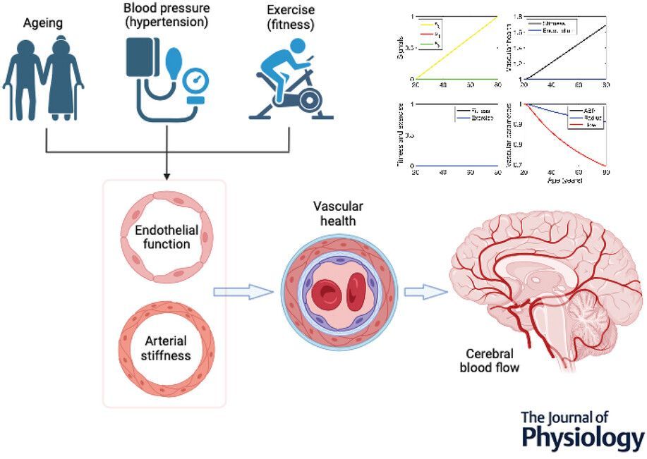 Journal of Physiology (@jphysiol) on Twitter photo Stephen Payne (<a href="/NTU_TW/">NTU Taiwan</a>) conducted multi-scale modelling of the effects of ageing, #hypertension and exercise on the #cerebral vasculature in this recent #Research article π΄π§
π Read it here: buff.ly/rufHvJ1 Stephen Payne (<a href="/NTU_TW/">NTU Taiwan</a>) conducted multi-scale modelling of the effects of ageing, #hypertension and exercise on the #cerebral vasculature in this recent #Research article π΄π§
π Read it here: buff.ly/rufHvJ1