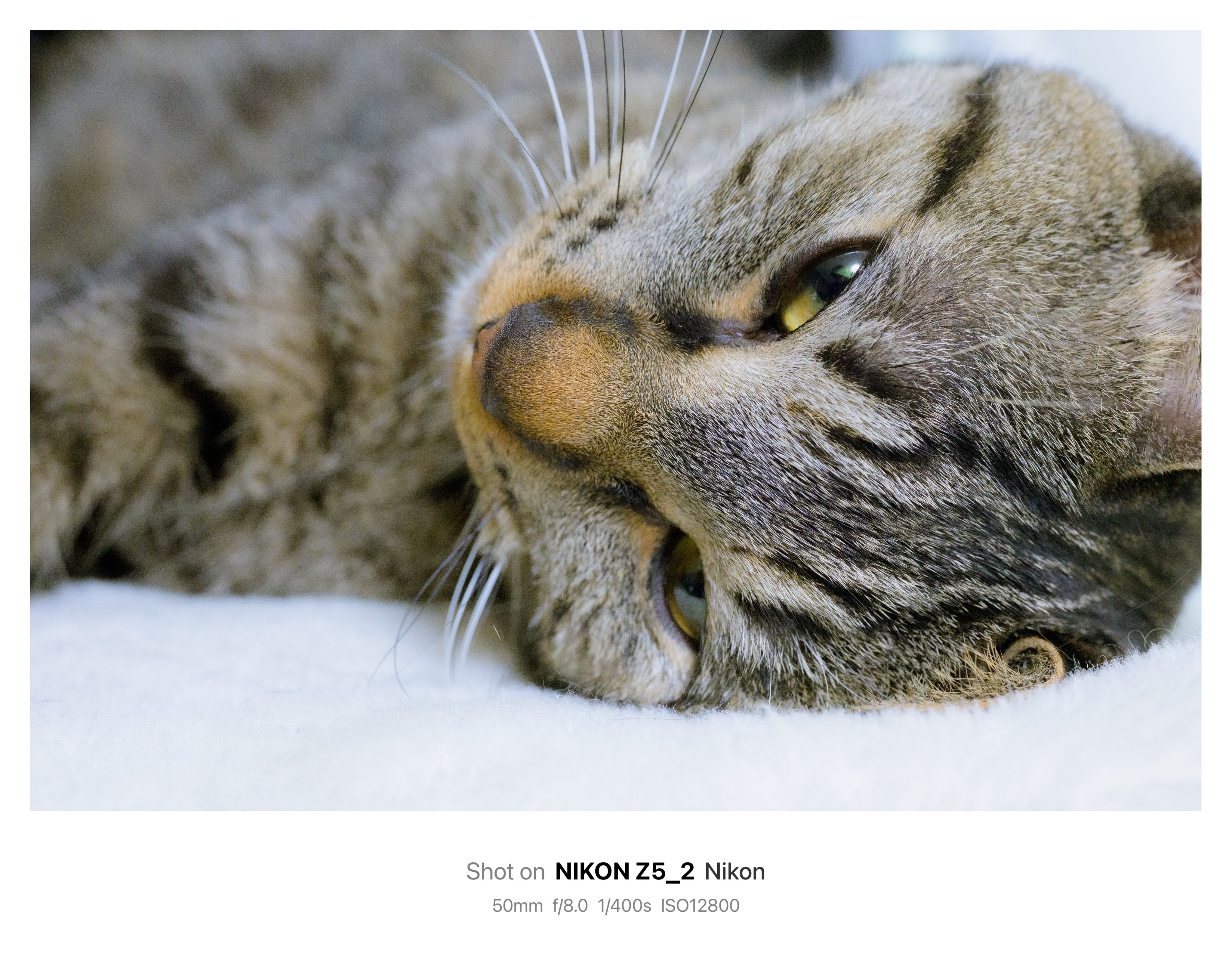 ねこぺん日和 POPUP」アミュプラザ小倉(福岡)で開催！(7/19~8/4