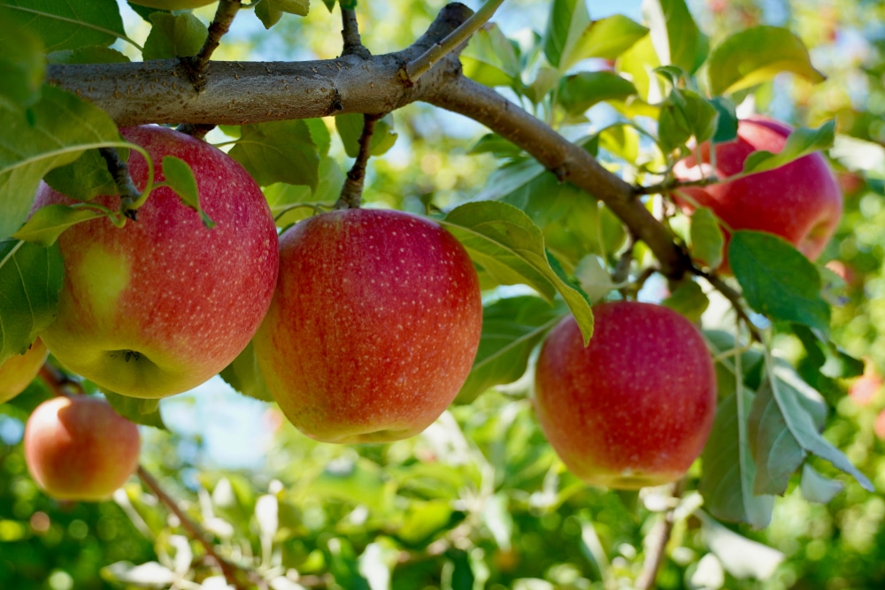 Chris Smith (@drchristsmith) on Twitter photo We have a 2-year #postdoc opportunity <a href="/VT_Biology/">VT Biology</a> <a href="/VT_Science/">Virginia Tech Science</a> to help lead a new project focused on the agroecology of apple orchards to improve orchard sustainability. Apply by June 2!
Expected start date: June-August.
careers.pageuppeople.com/968/cw/en-us/j… We have a 2-year #postdoc opportunity <a href="/VT_Biology/">VT Biology</a> <a href="/VT_Science/">Virginia Tech Science</a> to help lead a new project focused on the agroecology of apple orchards to improve orchard sustainability. Apply by June 2!
Expected start date: June-August.
careers.pageuppeople.com/968/cw/en-us/j…