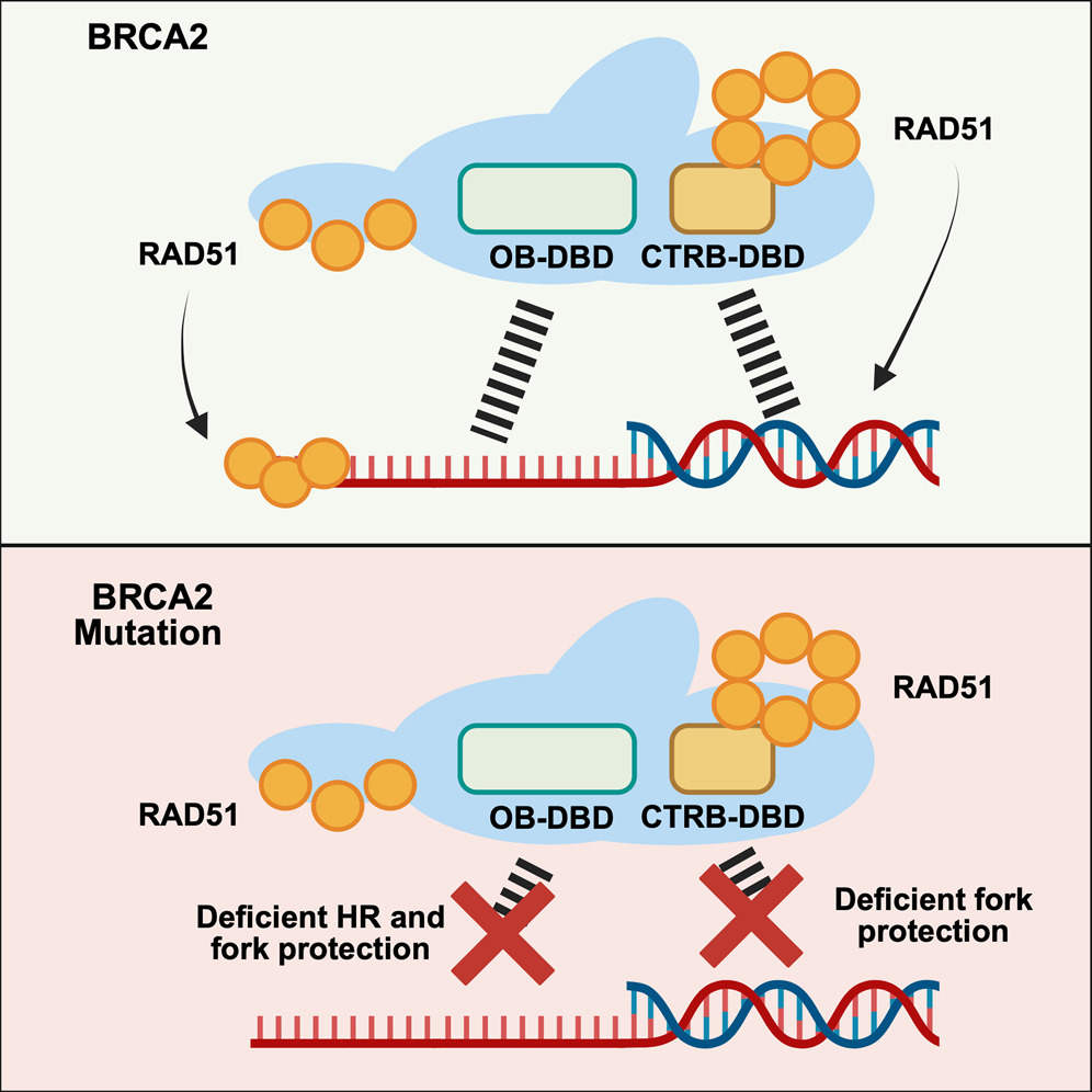 UTHealthGCCRI's tweet image. Check out the latest @CellReports paper, &quot;Distinct roles of the two #BRCA2 #DNA-binding domains in #DNADamageRepair and replication fork preservation,&quot; co-authored by members of the Sung and Libich labs.
tinyurl.com/m46rzp6x
#Kids #Cancer #Cure #Research #Hope #ChildhoodCancer