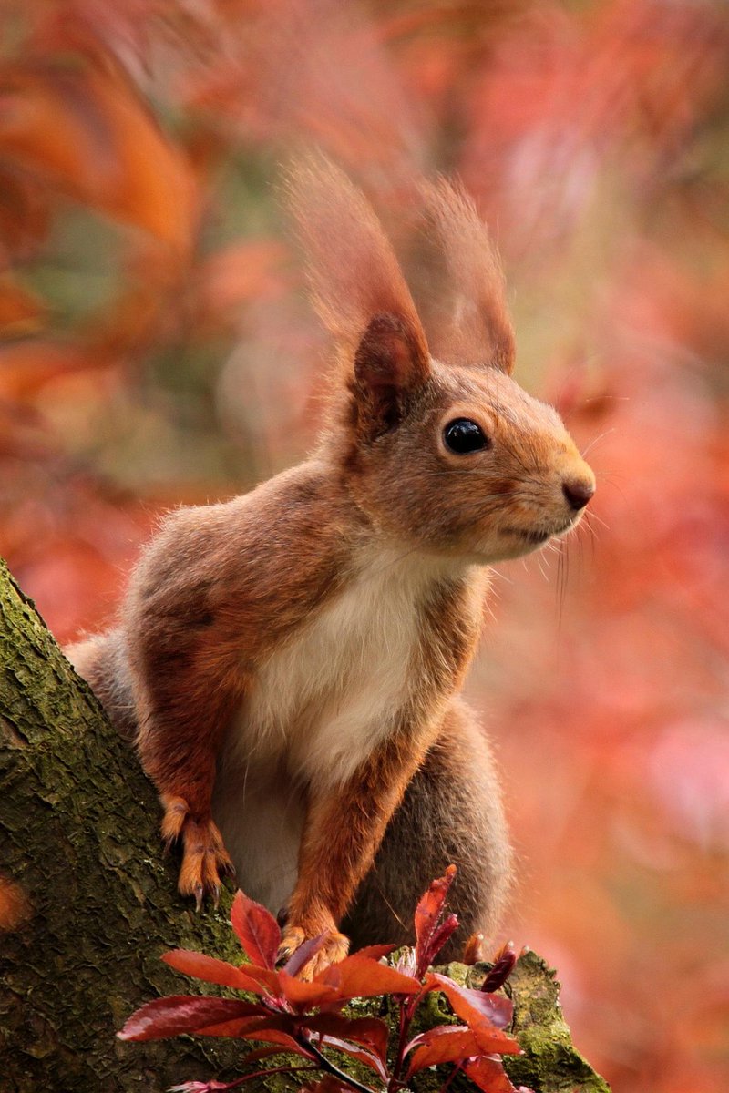 The National Lottery Heritage Fund North (@heritagefundnor) on Twitter photo Hooray! 🥳
We're funding <a href="/NorthWildlife/">Northumberland Wildlife Trust</a> and their partners £4.86m for the Red Squirrel Recovery Nature project.
Our native reds are at risk of extinction and this project will work to turn around their fortunes and give them the best future possible
heritagefund.org.uk/projects/provi… Hooray! 🥳
We're funding <a href="/NorthWildlife/">Northumberland Wildlife Trust</a> and their partners £4.86m for the Red Squirrel Recovery Nature project.
Our native reds are at risk of extinction and this project will work to turn around their fortunes and give them the best future possible
heritagefund.org.uk/projects/provi…
