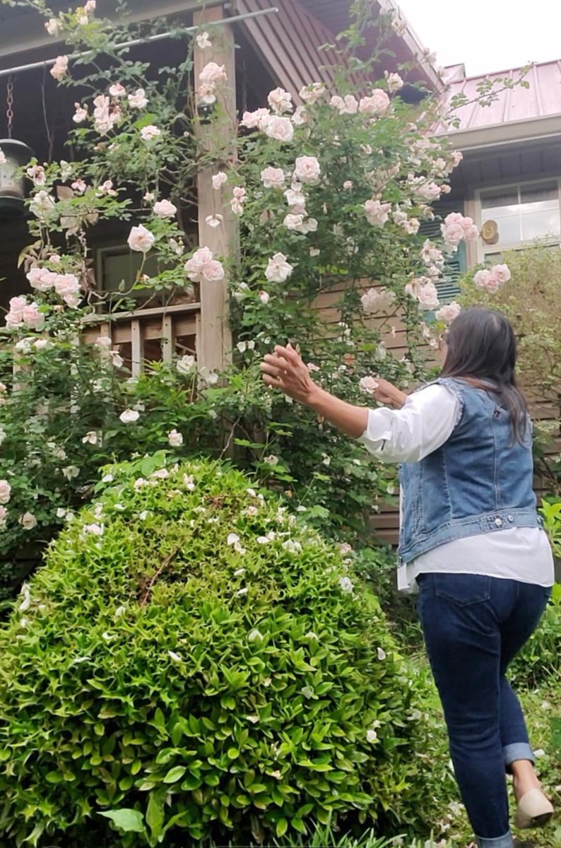 New Dawn climbing Roses #RoseWednesday
